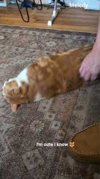 I'm cute I know 😻 #melody #cat #funnycats #petvideos #catvideos #cutecats #fyp