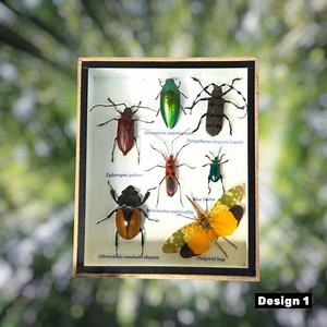 Framed Entomology Display: Real Cicadas and Beetles in Wood Frame - Etsy