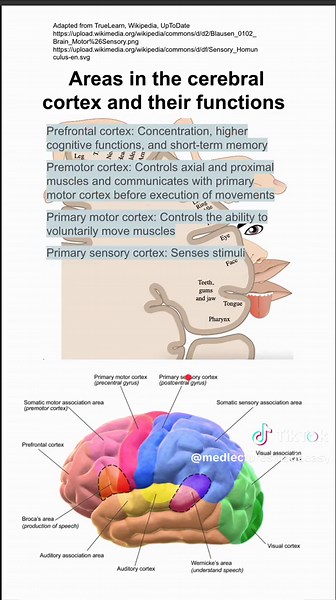 Areas in the cerebral cortex and their functions - youtube.com/@MedLecturesMadeEasy