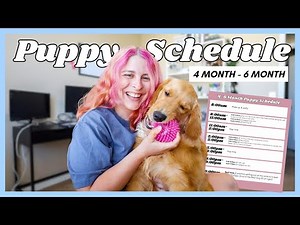 My Daily Puppy Schedule for 4-6 Month Old Puppies - My Work From Home Puppy Schedule