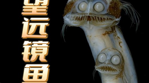 望眼镜鱼—千米深海最瘆人的怪鱼，望远镜鱼顶着一对凸起的怪眼，像随时在监视深海里的一切活物！一起带你解锁神秘的海洋生物！