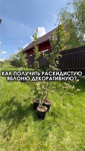 Life hack: how to grow a spreading ornamental apple tree!