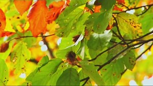 Vom Ahorn bis zur Zwiebel: Die Rotbuche