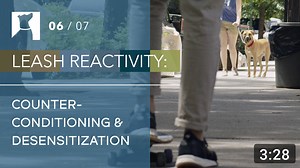 6.7K views · 51 reactions | Dogs who lunge, bark, and snap on leash...