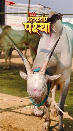 शतकवीर पक्ष्या / वेड 12 सेकंदाच / नाद घाटातील बैलगाडा शर्यत /बैलगाडा शर्यत #पक्ष्या#usa#sharyat#bull