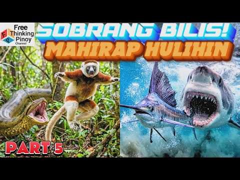 MABILIS at MALIKSING hayop sa Buong Mundo | Athletic AGILE Animals