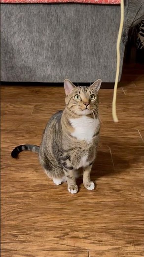 Spaghetti is edible yarn for cats