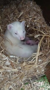 21 reactions | The journey of mother ferret giving birth and the growth of her cubs  #animals #resgateanimal #animalrescue #rescue #viral | Direita Conservadora | Facebook