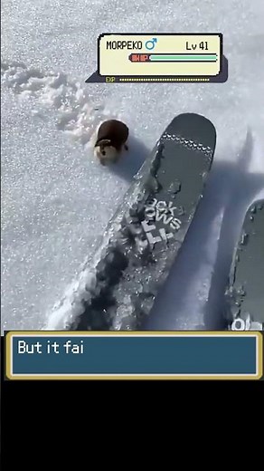 POV: Angry Pokemon MORPEKO Tried to Attack you in Wild #pokemon #pokemonbattle #pokémonvgc #pokémon