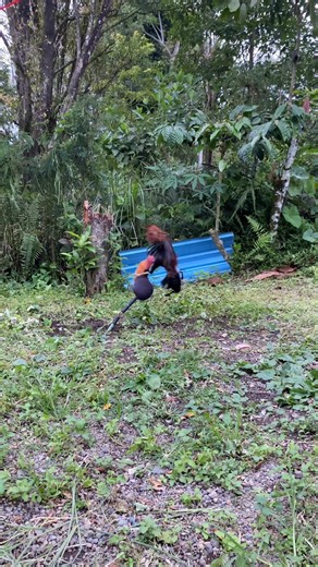 1.4M views · 7.2K reactions | a simple way to train chickens and the results are also quite good #reelsviralシfb #reelsviralシ | Nengah Mustika | Facebook