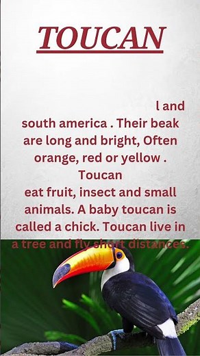 Toucan | Kids learning | Kids video | Toddlers Video| Short story | Story