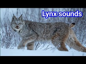 canada lynx scream | lynx sound | canada lynx | canada lynx sounds
