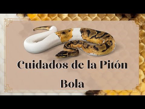 CUIDADOS DE LA PITÓN BOLA, PITÓN REAL (Python regius) - ¿Es la mejor serpiente para principantes?