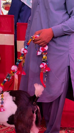 7.5K views · 179 reactions | #reels #trendingreels #instagood #goats #trendingpost | Narejo GOAT FARM | Facebook