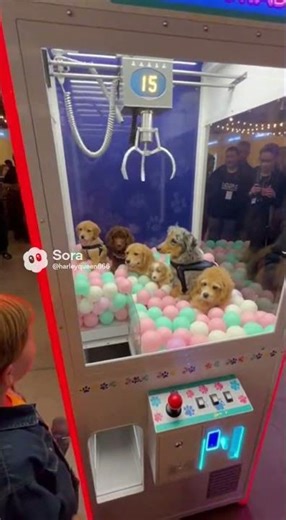 claw dog machine