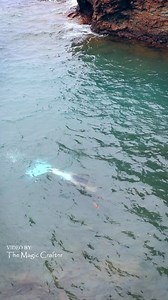 1M views · 9.2K reactions | Mermaid in Lake Superior  Here's a video...