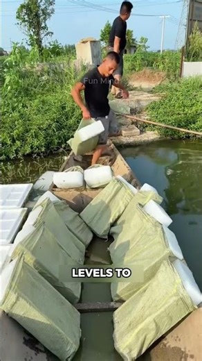 Why Farmers Throw Ice Into Fish Ponds? The Genius Trick That Saves Thousands!