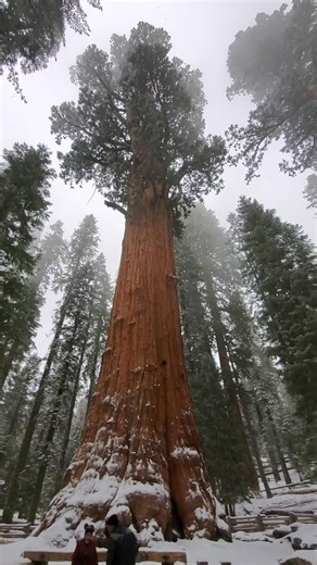 The biggest tree in Sequoia National Park (276 feet high). Full details and visitor guide in comments. #naturelovers #adventuretravel #beautifuldestinations #ScenicViews | The Nature Seeker