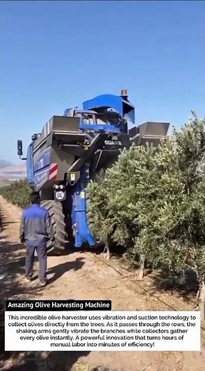 Amazing Olive Harvesting Machine – The Smartest Farm Innovation Ever!
