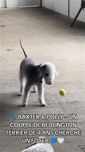 🐾 BAXTER & POLLY – UN COUPLE DE BEDLINGTON TERRIER DE 4 ANS CHERCHE UN FOYER 💙🤍