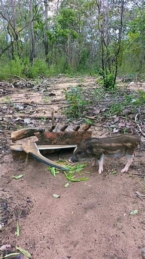 Scissors and sharp sticks are used to catch pigs.