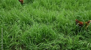 Chicken stands in fenced farm enclosure, surrounded by vibrant green grass under open sky in Germany. It pecks at ground, enjoying the fresh air and natural surroundings in peaceful, rural setting.