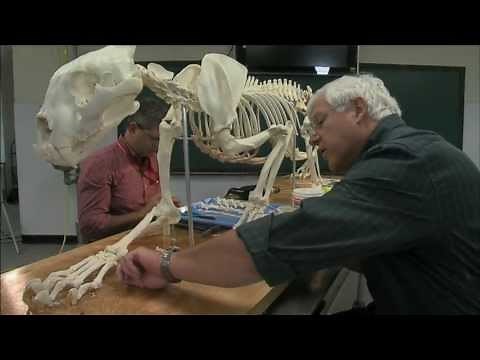 Sumatran Tiger Skeleton