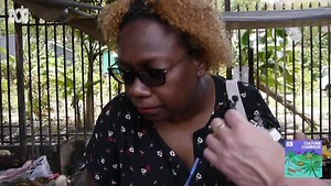 2.1K views · 51 reactions | Betel nut – or buai – is everywhere in...