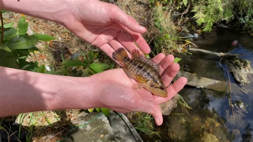 What rare electric blue fish looks like when it appears inside a canal trap