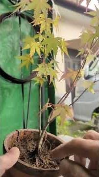 Improve drainage with this simple soil improvement method!