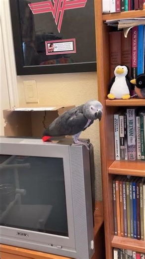 Livestream highlight from 3/27/26 - Einstein has Marcia well trained! #shorts