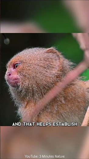 Finger Monkey 🐒 The Smallest Monkey In The World | Pygmy Marmoset #shorts