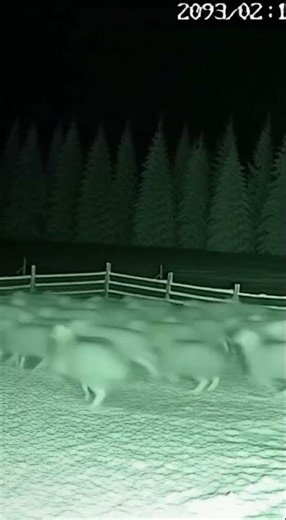 CCTV Captures Tiger Clash with 3 Guard Dogs — Real Night Encounter