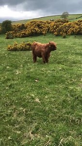 A quad bike tour of the farm in today’s farmer Richards daily update! | Hall Hill Farm