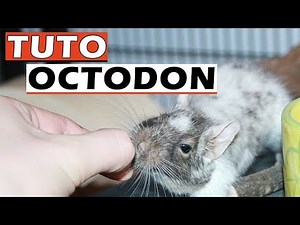 TUTO OCTODON : Cage pour Octodon - EUBLEPHARIS