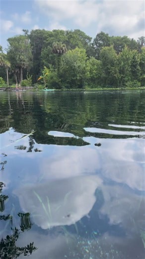 1.7M views · 10K reactions | Florida Fishies #flwildlife | Boondock Springs Eco-Tours | Facebook