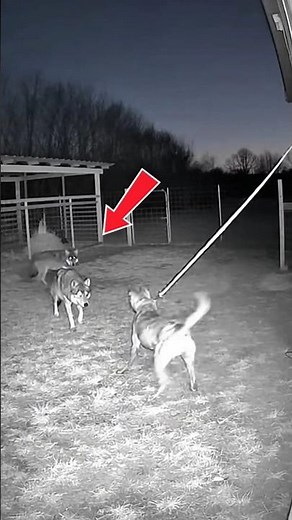 AI-GENERATED CONTENT :Wolves vs Dogs: An Unfair Fight