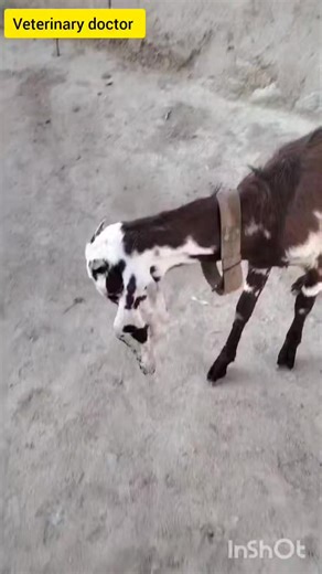 36K views · 262 reactions | What's your diagnosis? Keep following Veterinary doctor | Veterinary doctor | Facebook