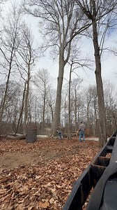GIANT. Call us for all your tree care needs! (812)-572-0362 | Precision Tree Care LLC