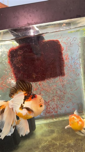 2.7M views · 8.5K reactions | Foods like pellets, flakes, brine shrimp, mysis shrimp, fresh fish, ect. I’ve found the rot the water pretty quickly when left in, but bloodworms (and vegetables), I’ve found maintain their form and don’t turn the water quality bad as aggressively. So instead of frequently feeding bloodworms throughout the day, I may only do 1-2 big feedings for my fish I’m trying to grow out. #fish #goldfish #aquarium #ranchu #fish | Luke’s Goldies | Facebook