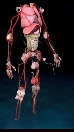 organ system #anatomy #medicalbiochemistry #humananatomy