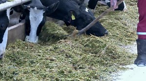 Dairy cows in a feedlot called “compost barn”. The system aims to improve the comfort and well-being of the animals and to increase the productivity levels of the herd