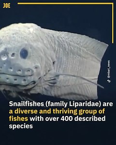 779K views · 10K reactions | The ocean is full of mystery  | Comedy JOE | Facebook