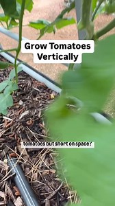 Ready to take your tomato game up a notch? Growing tomatoes vertically is a total space-saver and helps those vines grow stronger and healthier! Here’s how to do it: 1️⃣ Pick the right support system – Whether it’s a sturdy trellis, cage, or a homemade string setup, give those vines something to climb. Your tomatoes will thank you with bigger, juicier fruits! 2️⃣ Plant close to your trellis – Make sure your plants are just a few inches away from your support system. This ensures they’ll latch on