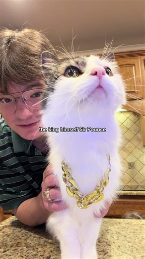 The BEST gadget to stay connected with Sir Pounce! @Petlibro Scout Smart Camera can recognize up to 5 pets from any angle and list their behaviors by their names with AI analysis. 360° auto-tracking and two-way audio makes connection so easy. Check the link in my bio and use Carson50 to get 50% off. #sponsored #ad #cats #reel #fyp