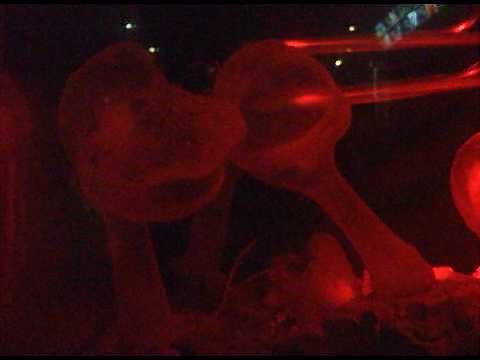 新江ノ島水族館のオオグチボヤ Predatory tunicate