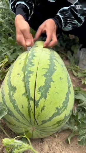 #shorts #reels #tiktok #fruit #hazrath #prophetmuhammad #prophet #satisfying #lifeisre