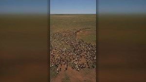 The process of mustering and yarding rangeland goats is a huge undertaking.