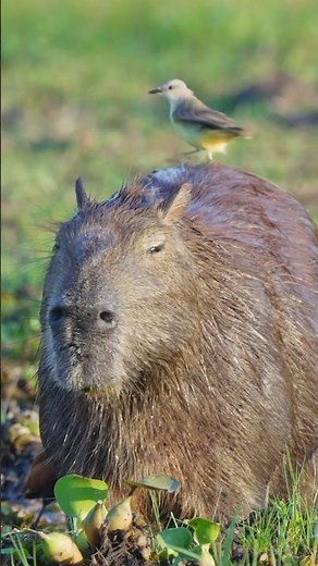 The Capybara Song Official Music Video 🎶🎶 #capybara #capybaras #shorts #capybarasong