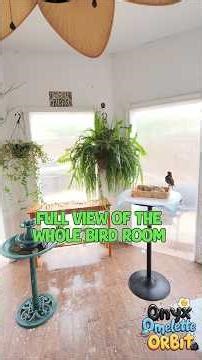 Quick Bird Room Tour 🥳 #birdroom #birdrescue #birds